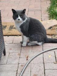 Lost Male Cat last seen Los Abuelos CT SW  and Corregidor dr sw, Albuquerque, NM 87105