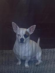 Lost Male Dog last seen Aberdeen road , Hampton, VA 23666