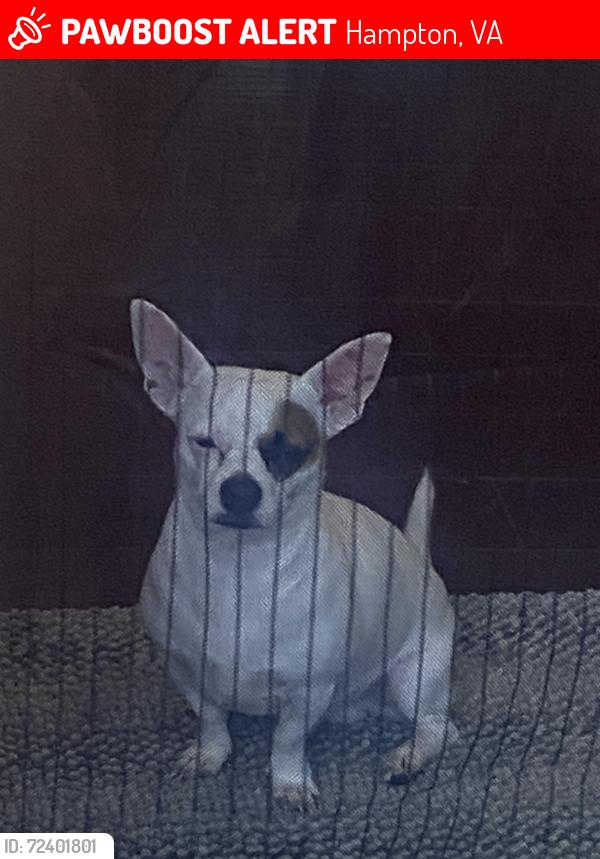 Lost Male Dog last seen Aberdeen road , Hampton, VA 23666