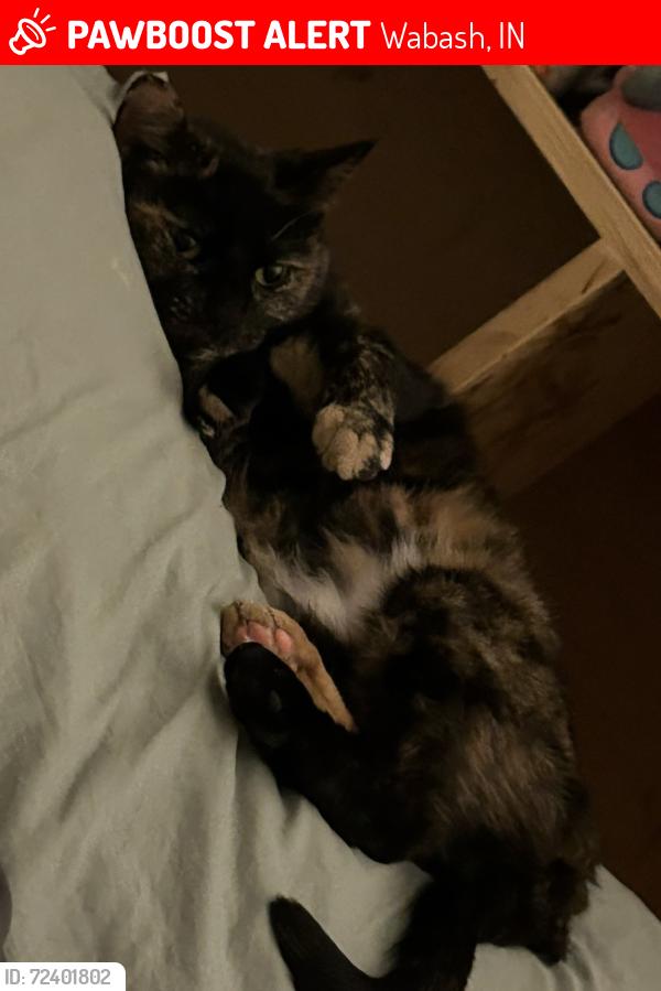 Lost Female Cat last seen Backyard of Shady Oak Dr, Wabash, IN 46992