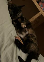 Lost Female Cat last seen Backyard of Shady Oak Dr, Wabash, IN 46992