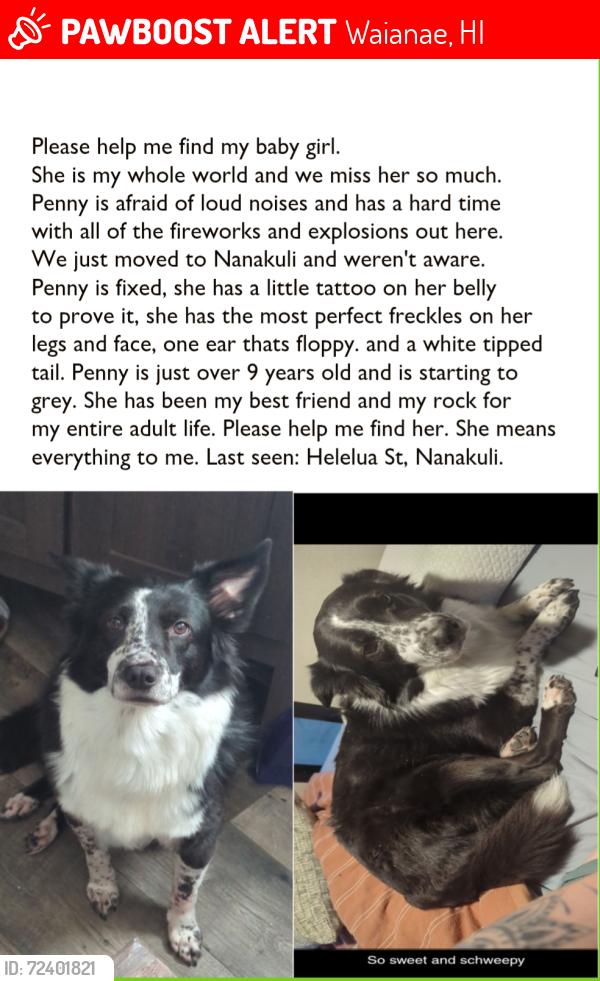 Lost Female Dog last seen Helelua st, Waianae, HI 96792