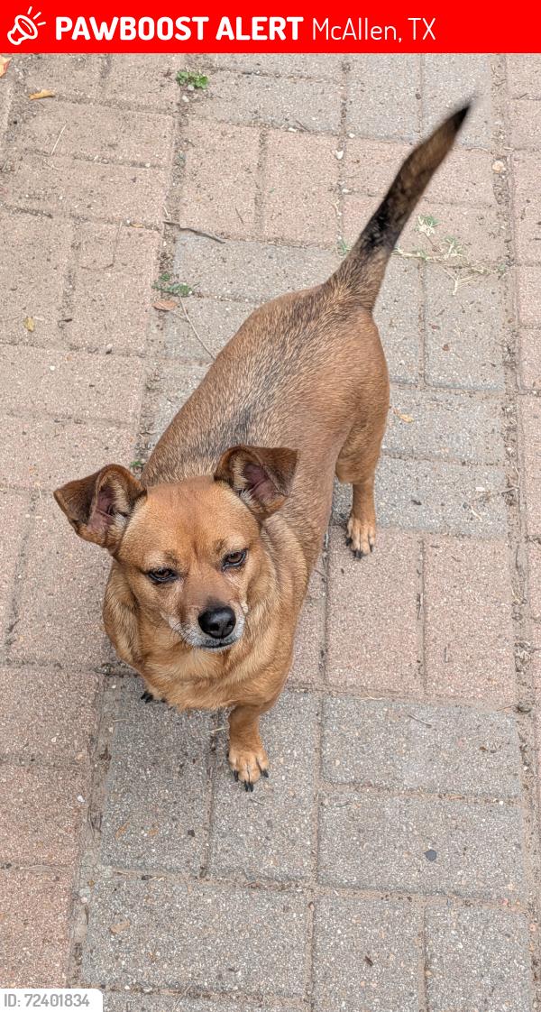 Lost Female Dog last seen Goldenrod Ave and 42nd Street, McAllen, TX 78501