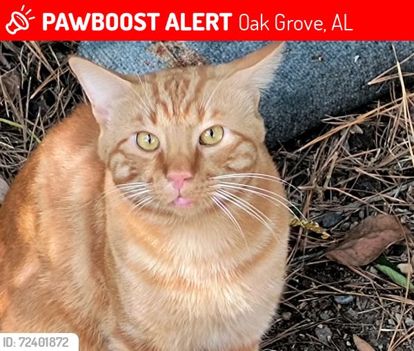Lost Male Cat last seen Off alliance rd in oak grove , Oak Grove, AL 35150