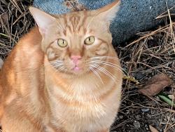 Lost Male Cat last seen Off alliance rd in oak grove , Oak Grove, AL 35150