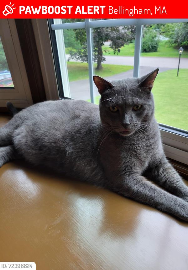 Lost Male Cat last seen Near near David Road In Bellingham, Massachusetts, Bellingham, MA 02019