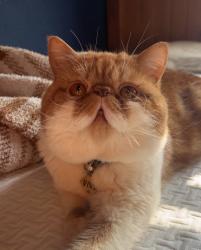 Lost Male Cat last seen Near Gabriel View Dr 78628, Georgetown, TX 78628