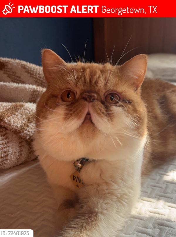 Lost Male Cat last seen Near Gabriel View Dr 78628, Georgetown, TX 78628