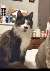 Lost Male Cat last seen Frankwood, Reedley, CA 93654