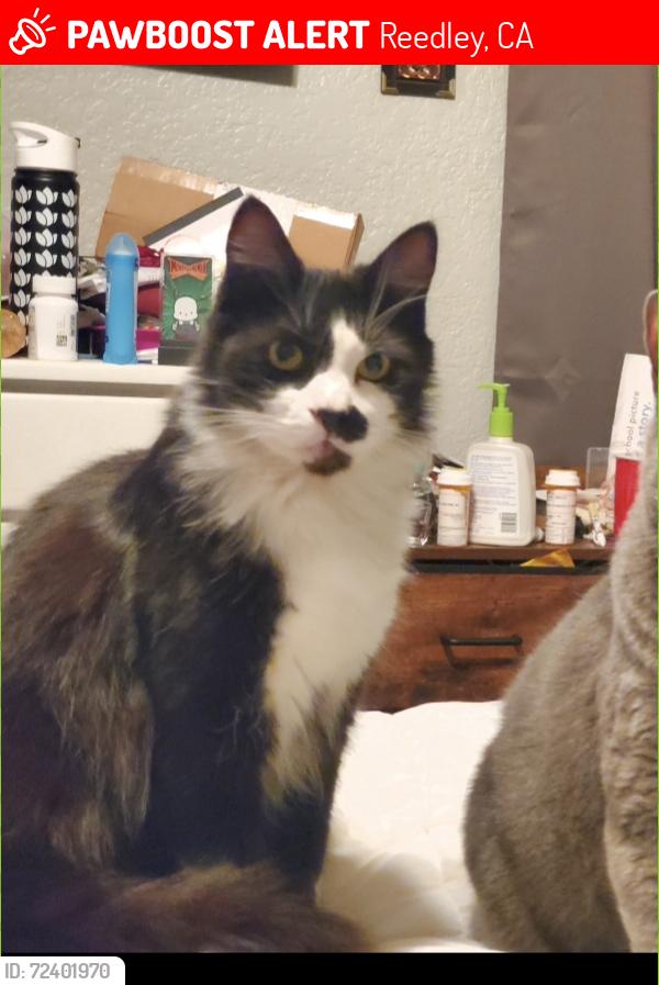 Lost Male Cat last seen Frankwood, Reedley, CA 93654