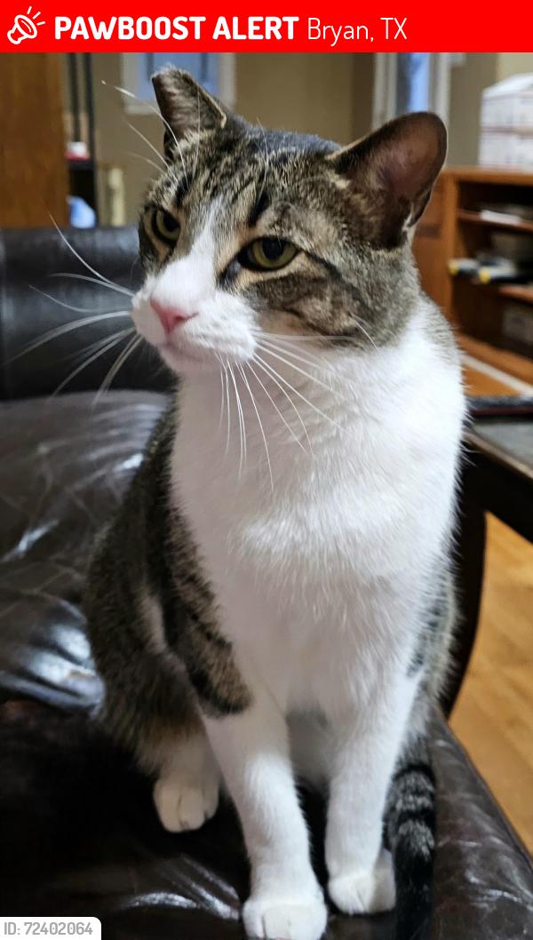 Lost Male Cat last seen Highway 6 and Old Heard Rd, Bryan, TX 77807