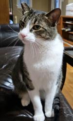 Lost Male Cat last seen Highway 6 and Old Heard Rd, Bryan, TX 77807