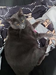 Lost Male Cat last seen County road 449, Athens, TN 37303