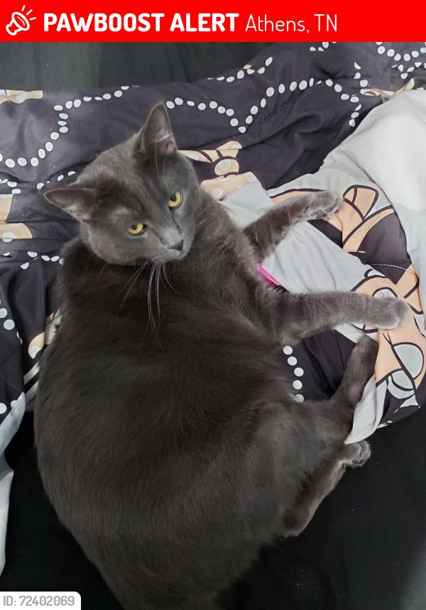 Lost Male Cat last seen County road 449, Athens, TN 37303