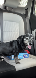 Lost Female Dog last seen Crepe Myrtle rd, Henderson camp rd, Strickland rd. HWY 188, Grand Bay, AL 36541