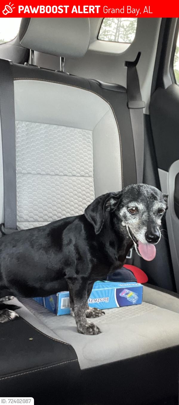 Lost Female Dog last seen Crepe Myrtle rd, Henderson camp rd, Strickland rd. HWY 188, Grand Bay, AL 36541