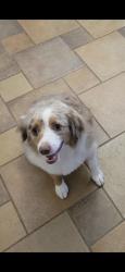 Lost Female Dog last seen 83rd Ave and glendale, Glendale, AZ 85303