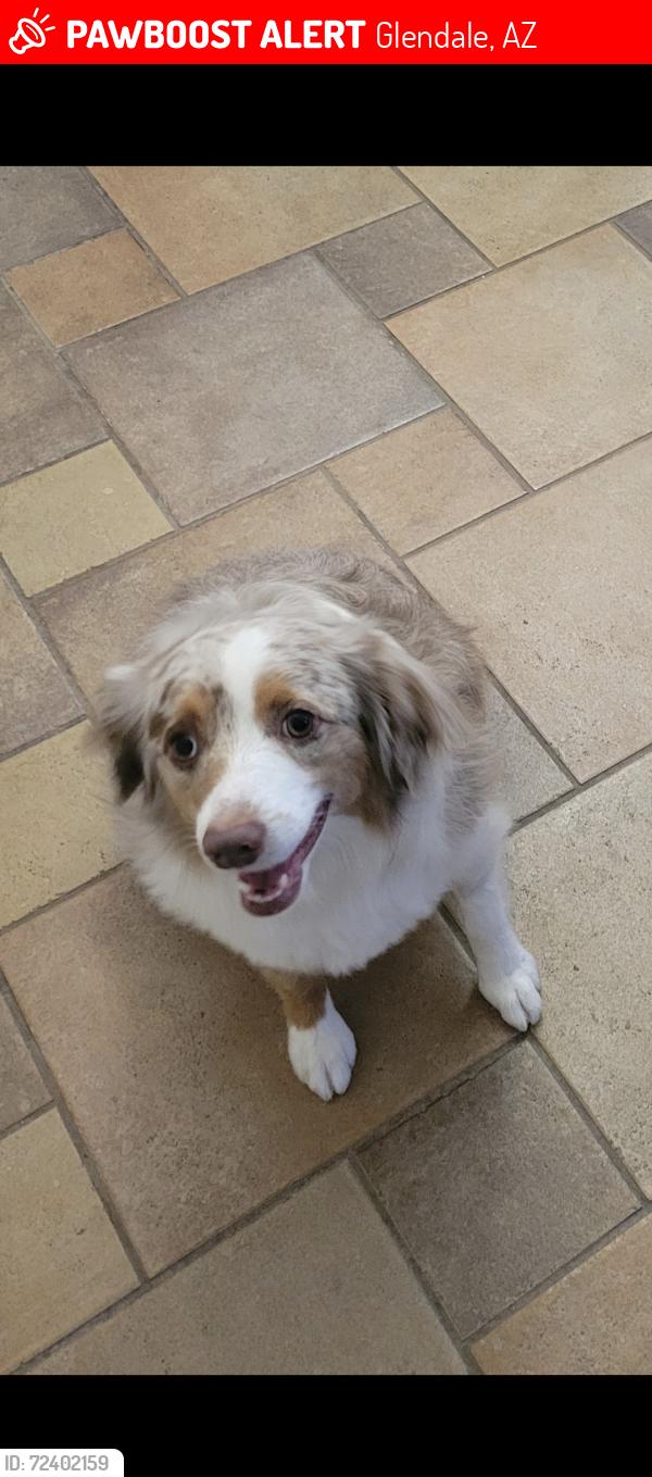 Lost Female Dog last seen 83rd Ave and glendale, Glendale, AZ 85303
