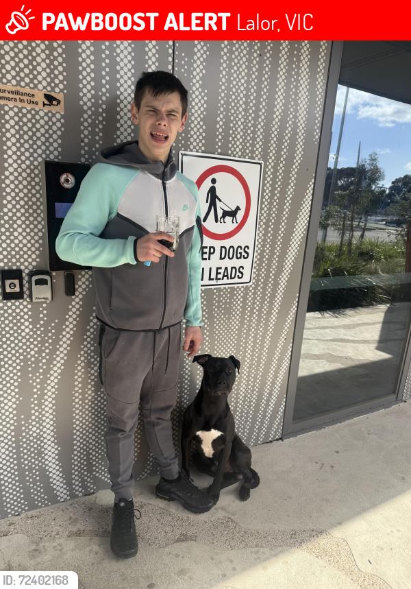 Lost Male Dog last seen Sweet spot, Lalor, VIC 3075