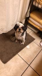 Lost Female Dog last seen Willow and Cornell in Rialto , Rialto, CA 92376
