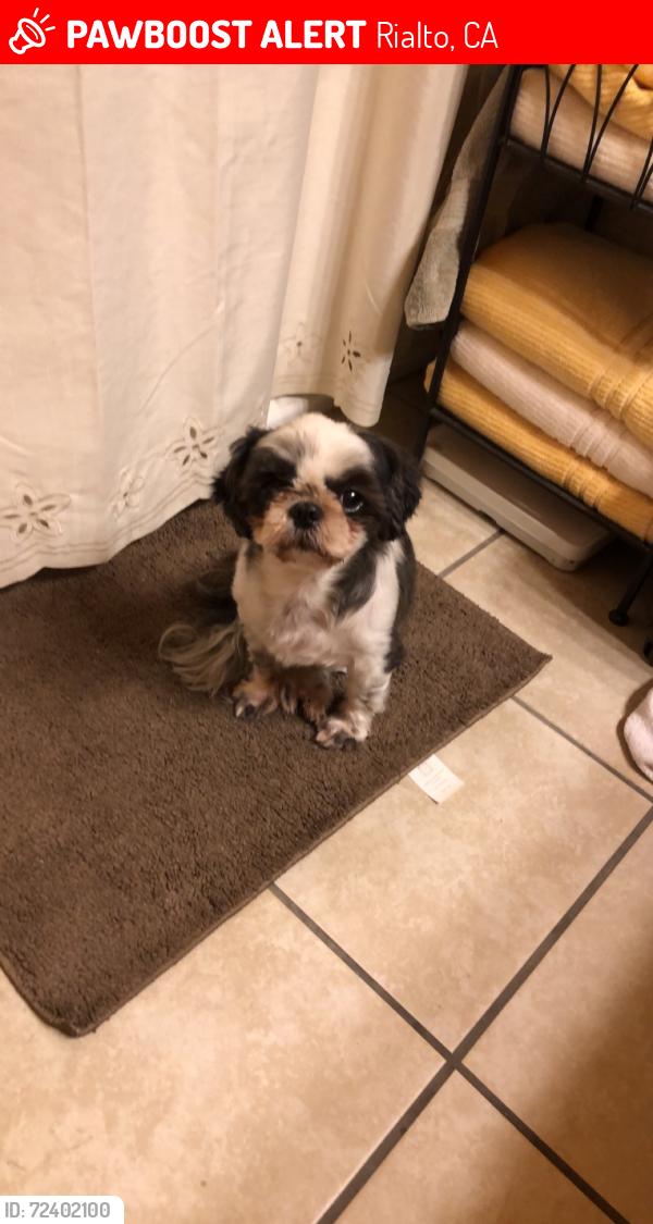 Lost Female Dog last seen Willow and Cornell in Rialto , Rialto, CA 92376