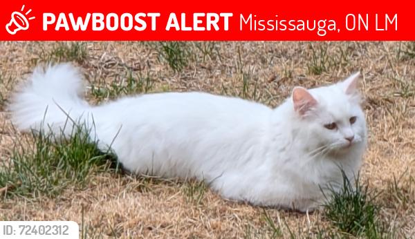 Lost Female Cat last seen Near Ridgeway Plaza, Mississauga, ON L5M