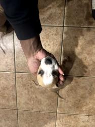 Lost Male Dog last seen Near blackmon road , Jackson, MS 39272