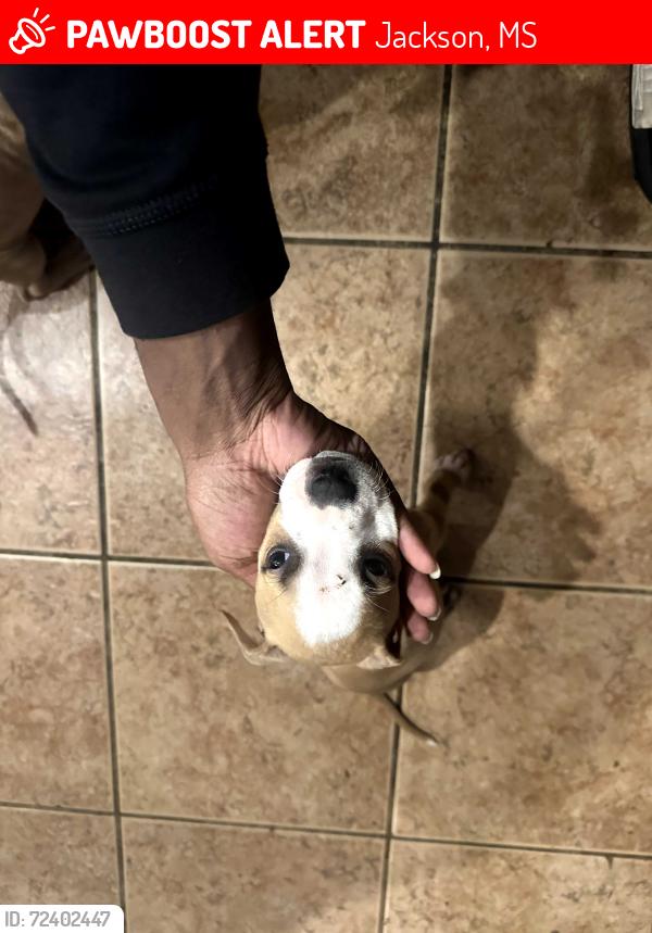 Lost Male Dog last seen Near blackmon road , Jackson, MS 39272