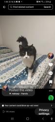 Lost Male Cat last seen Se sidonia ts, Port St. Lucie, FL 34952