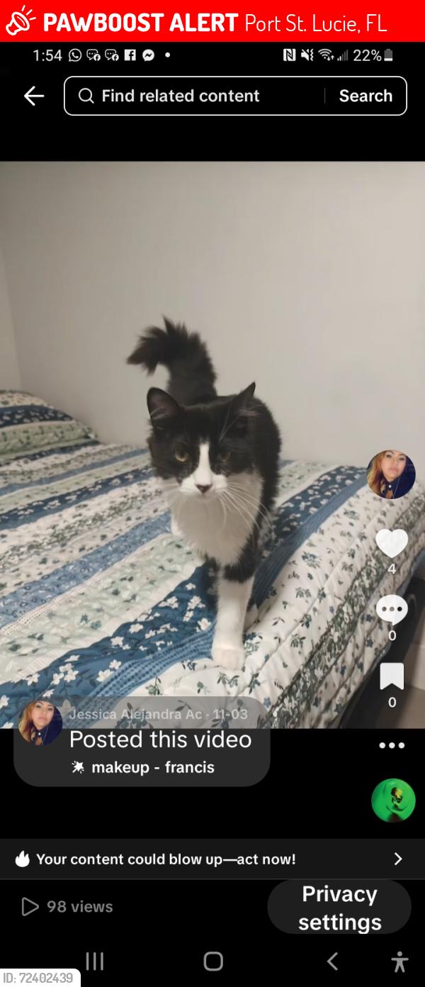 Lost Male Cat last seen Se sidonia ts, Port St. Lucie, FL 34952