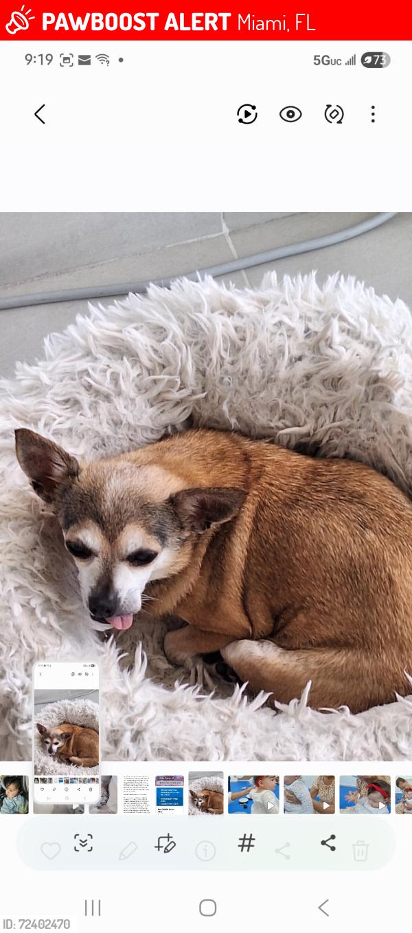 Lost Female Dog last seen  30th St sw 137th Ave Miami 33175, Miami, FL 33175