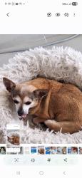 Lost Female Dog last seen  30th St sw 137th Ave Miami 33175, Miami, FL 33175