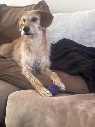 Lost Female Dog last seen Mission bend near Zapata Dr , Houston, TX 77083