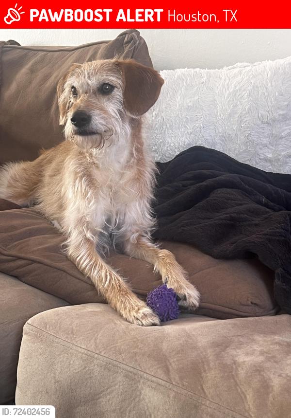 Lost Female Dog last seen Mission bend near Zapata Dr , Houston, TX 77083