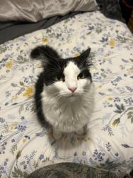 Lost Male Cat last seen Near Plymouth Pointe Ln Missouri City, TX , Missouri City, TX 77459