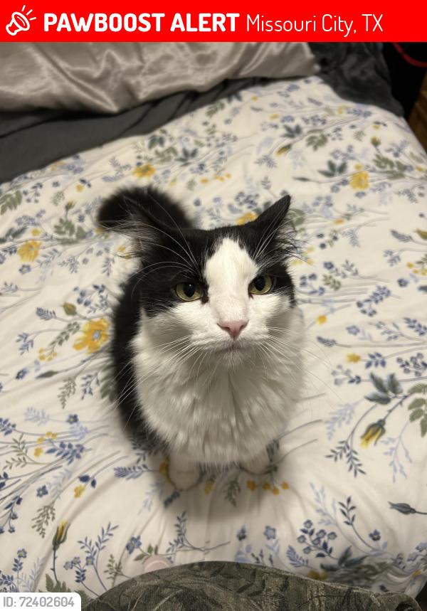 Lost Male Cat last seen Near Plymouth Pointe Ln Missouri City, TX , Missouri City, TX 77459