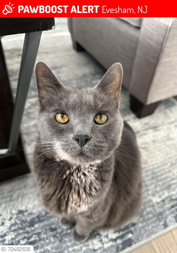 Lost Male Cat last seen Hewlings and Evesboro - Medford Rd; Marlton; Burlington county south New Jersey, Evesham, NJ 08053