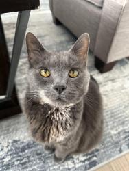 Lost Male Cat last seen Hewlings and Evesboro - Medford Rd; Marlton; Burlington county south New Jersey, Evesham, NJ 08053