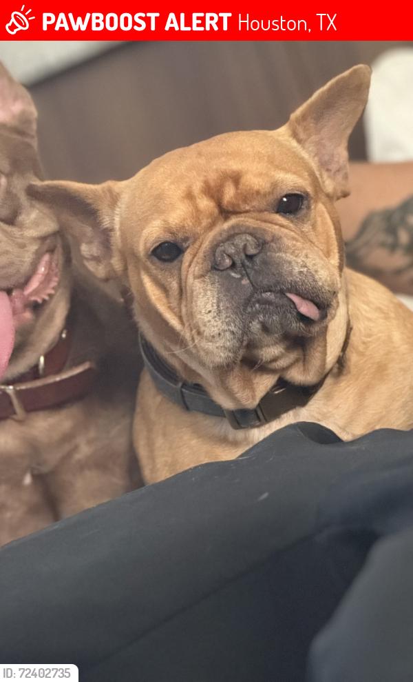 Lost Female Dog last seen Tarnef Dr Houston, Houston, TX 77074