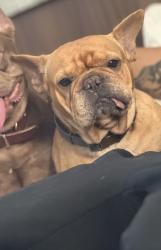 Lost Female Dog last seen Tarnef Dr Houston, Houston, TX 77074