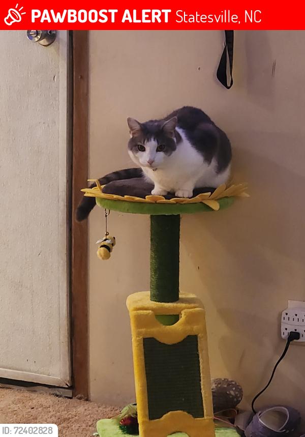 Lost Male Cat last seen Jennings road , Statesville, NC 28625