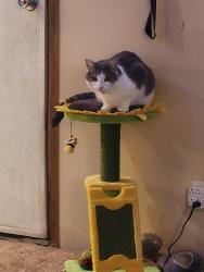 Lost Male Cat last seen Jennings road , Statesville, NC 28625