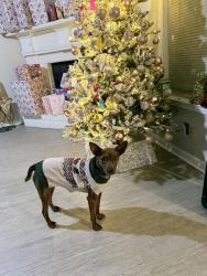 Lost Male Dog last seen Whitten road , Memphis, TN 38016