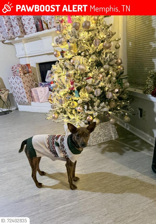Lost Male Dog last seen Whitten road , Memphis, TN 38016