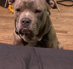 Found/Stray Male Dog last seen Near W Base Line St, San Bernardino, CA 92411, San Bernardino, CA 92411