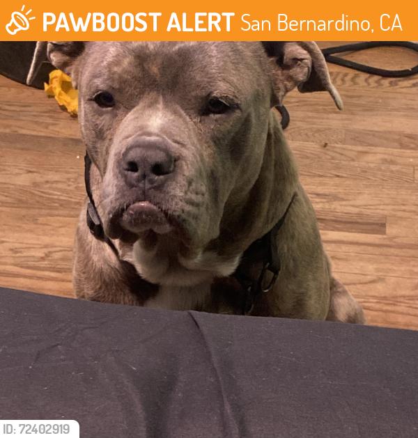 Found/Stray Male Dog last seen Near W Base Line St, San Bernardino, CA 92411, San Bernardino, CA 92411