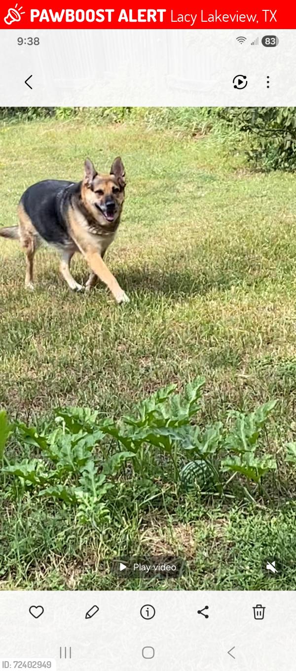 Lost Female Dog last seen Woodall St & Ave. H, Lacy Lakeview, TX 76705