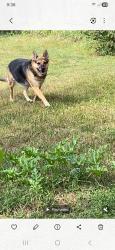 Lost Female Dog last seen Woodall St & Ave. H, Lacy Lakeview, TX 76705