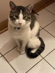 Lost Male Cat last seen 78th & Lawler Ave. Burbank, IL , Burbank, IL 60459