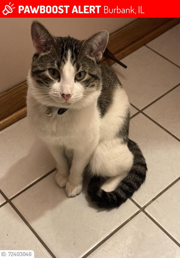 Lost Male Cat last seen 78th & Lawler Ave. Burbank, IL , Burbank, IL 60459